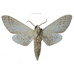 /filer/webapps/moths/media/images/S/schreieri_Neoclanis_PTM_EMEM_02b.jpg