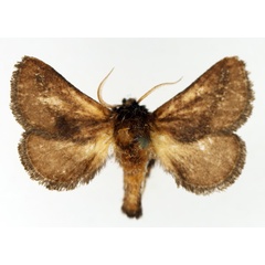 /filer/webapps/moths/media/images/A/amblygrapta_Brachia_AM_TMSA.jpg