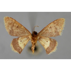 /filer/webapps/moths/media/images/P/purpurascens_Idaea_A_ZSM_02.jpg