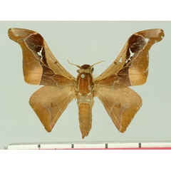 /filer/webapps/moths/media/images/O/occidentalis_Holocerina_AM_Basquin.jpg