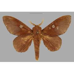 /filer/webapps/moths/media/images/C/carnegiei_Hypotrabala_HT_CMNH.jpg