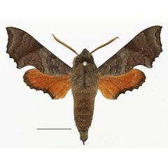 /filer/webapps/moths/media/images/E/elegans_Temnora_AM_Basquin_02a.jpg