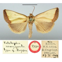 /filer/webapps/moths/media/images/M/marginata_Ectolopha_HT_BMNH.jpg