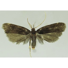 /filer/webapps/moths/media/images/N/nimbaensis_Thubdora_HT_SDEI.jpg