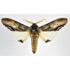 /filer/webapps/moths/media/images/E/excellens_Atrasana_AM_NHMO.jpg