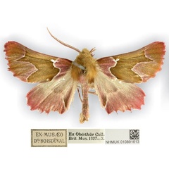 /filer/webapps/moths/media/images/I/insciata_Drepanogynis_AM_NHMUK.jpg