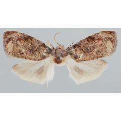 /filer/webapps/moths/media/images/B/bagamoyo_Gibbalaria_AM_USNM.jpg