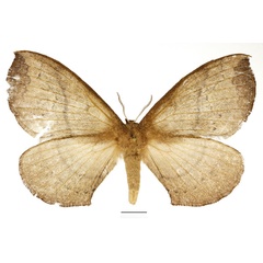 /filer/webapps/moths/media/images/C/cinerea_Epijana_AF_Basquin_02.jpg