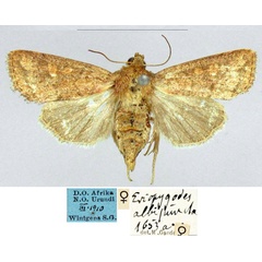 /filer/webapps/moths/media/images/A/albipuncta_Eriopygodes_AT_ZMHB_iz7PxNr.jpg