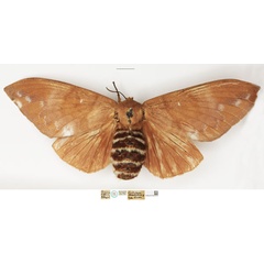 /filer/webapps/moths/media/images/M/massilia_Pachypasa_STF_NHMUK.jpg