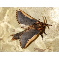 /filer/webapps/moths/media/images/M/macroptera_Teragra_A_Sydes_01.jpg