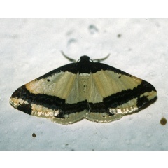 /filer/webapps/moths/media/images/B/batesii_Ligdia_A_Roland_01.jpg