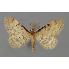 /filer/webapps/moths/media/images/P/plesioscotia_Idaea_A_ZSM_01.jpg