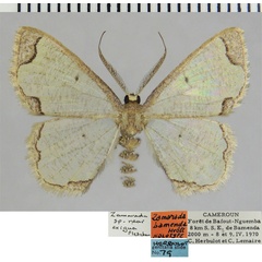 /filer/webapps/moths/media/images/B/bamenda_Zamarada_HT_ZSMa.jpg