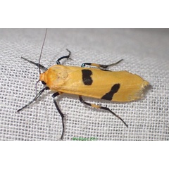 /filer/webapps/moths/media/images/G/griveaudi_Eilema_A_Bippus_02.jpg