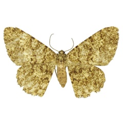 /filer/webapps/moths/media/images/A/aliena_Afroracotis_HT_ANHRT.jpg