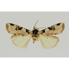 /filer/webapps/moths/media/images/T/trisellata_Mentaxya_AM_RMCA.jpg