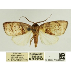 /filer/webapps/moths/media/images/S/similis_Microzada_AM_NHMUK.jpg