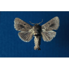 /filer/webapps/moths/media/images/W/weinmanni_Metarbela_PTM_ZMHB.jpg