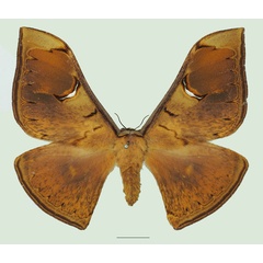 /filer/webapps/moths/media/images/S/stellata_Dogoia_AF_Basquina.jpg