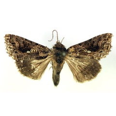 /filer/webapps/moths/media/images/P/polycampta_Ctenoplusia_A_RMCA.jpg