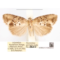 /filer/webapps/moths/media/images/A/atripuncta_Pardasena_AM_NHMUK.jpg