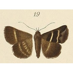 /filer/webapps/moths/media/images/E/exclusiva_Grammodes_ST_Voeltzkow_6-19.jpg