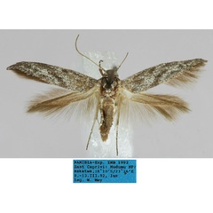 /filer/webapps/moths/media/images/P/popensis_Scythris_HT_ZMHB_xCOgTjL.jpg