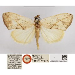 /filer/webapps/moths/media/images/L/lacteata_Urbona_STM_NHMUK.jpg