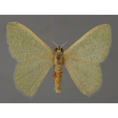 /filer/webapps/moths/media/images/F/faustinata_Phaiogramma_A_ZSM_01.jpg