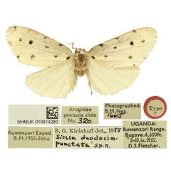 /filer/webapps/moths/media/images/D/duodecimpunctata_Siccia_HT_BMNH.jpg