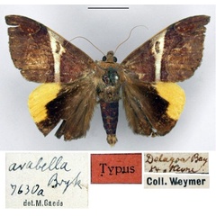 /filer/webapps/moths/media/images/A/arabella_Achaea_HT_ZMHB.jpg