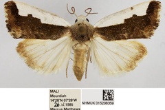 Emmelia semialba
