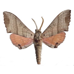 /filer/webapps/moths/media/images/M/melichari_Rufoclanis_HT_EMEMa.jpg