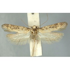 /filer/webapps/moths/media/images/I/incola_Scrobipalpa_AM_TMSA_02.jpg