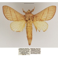 /filer/webapps/moths/media/images/O/ondulosa_Euphorea_AM_TMSA.jpg