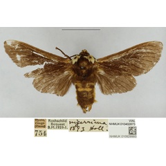 /filer/webapps/moths/media/images/F/fredpricei_Casphalia_HT_NHMUK.jpg