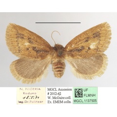 /filer/webapps/moths/media/images/F/fuscifusa_Macroplectra_A_MGCLa_02.JPG