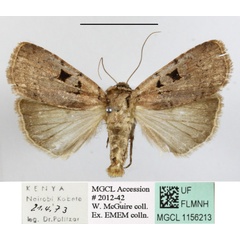 /filer/webapps/moths/media/images/I/isopleura_Agrotis_A_MGCLa_01.JPG