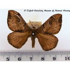 /filer/webapps/moths/media/images/S/smithii_Campimoptilum_AM_OUMNH_01.jpg