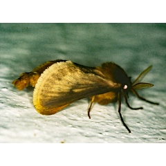 /filer/webapps/moths/media/images/L/libania_Gorgopis_A_Roland_01.jpg