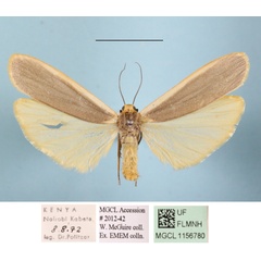 /filer/webapps/moths/media/images/C/chalybeata_Eilema_A_MGCLa_02.JPG
