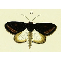 /filer/webapps/moths/media/images/D/dominica_Brithys_Cramer4_399_H.jpg