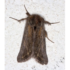 /filer/webapps/moths/media/images/P/poliostrota_Phyllaliodes_F_Heyns_01.jpg