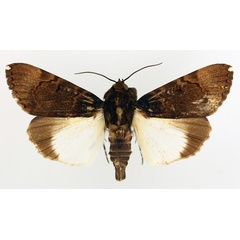 /filer/webapps/moths/media/images/B/bipunctata_Audea_AM_TMSA_01.jpg