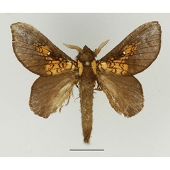 /filer/webapps/moths/media/images/P/patagiata_Pseudometa_AM_Basquin_02.jpg