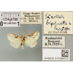 /filer/webapps/moths/media/images/B/bipuncta_Suarezia_PTM_BMNH_02a.jpg