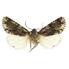/filer/webapps/moths/media/images/L/limbata_Berionycta_HT_MSNM.jpg