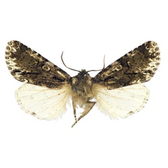 /filer/webapps/moths/media/images/L/limbata_Berionycta_HT_MSNM.jpg