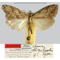 /filer/webapps/moths/media/images/O/obliquilinealis_Celama_AT_MNHN.jpg